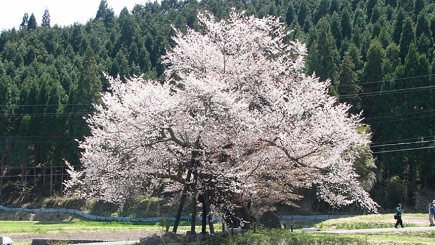 イメージ写真。尾所の桜