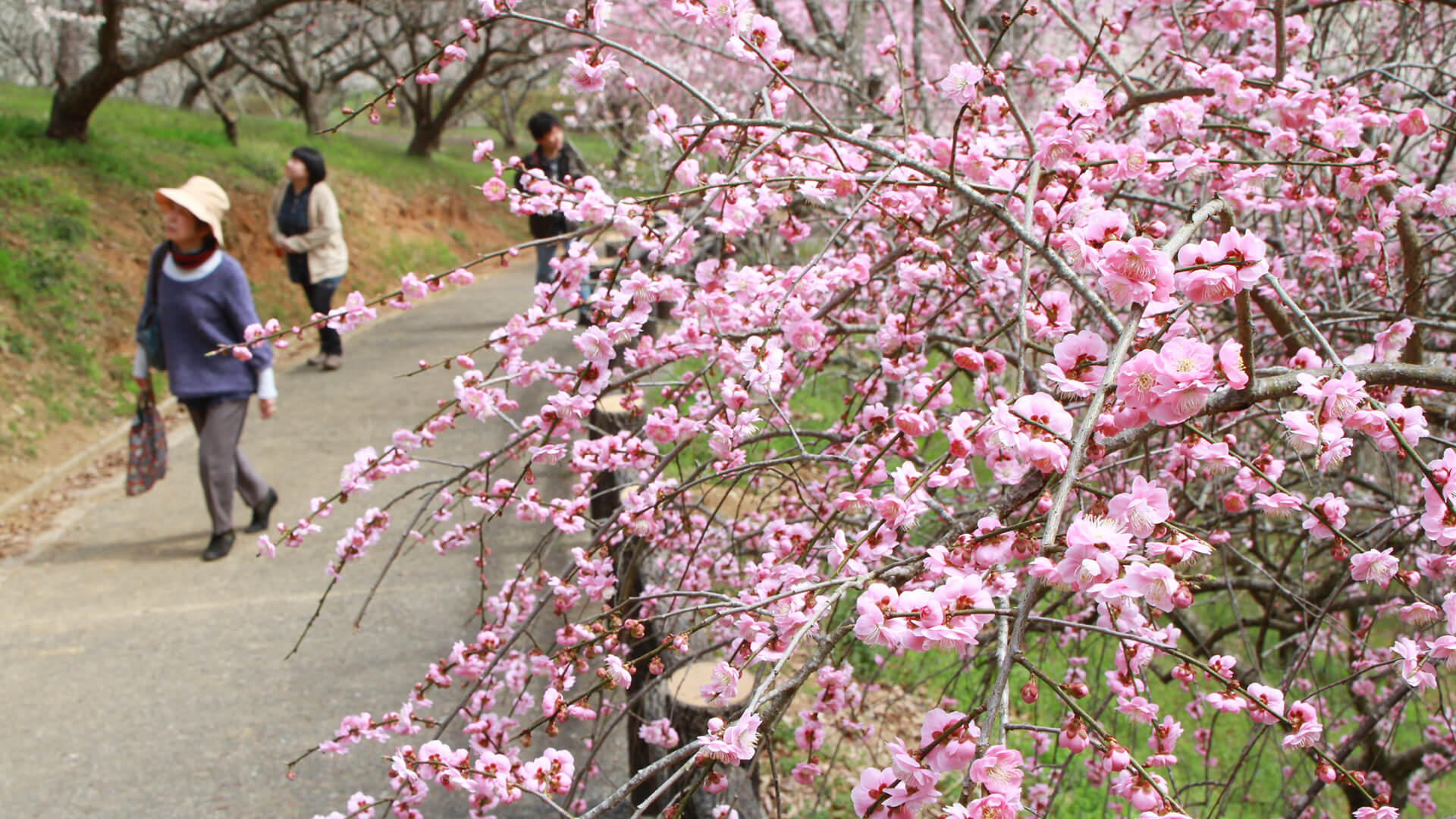 久米館のイメージ写真。満開の梅が美しい神代梅の里公園の様子です