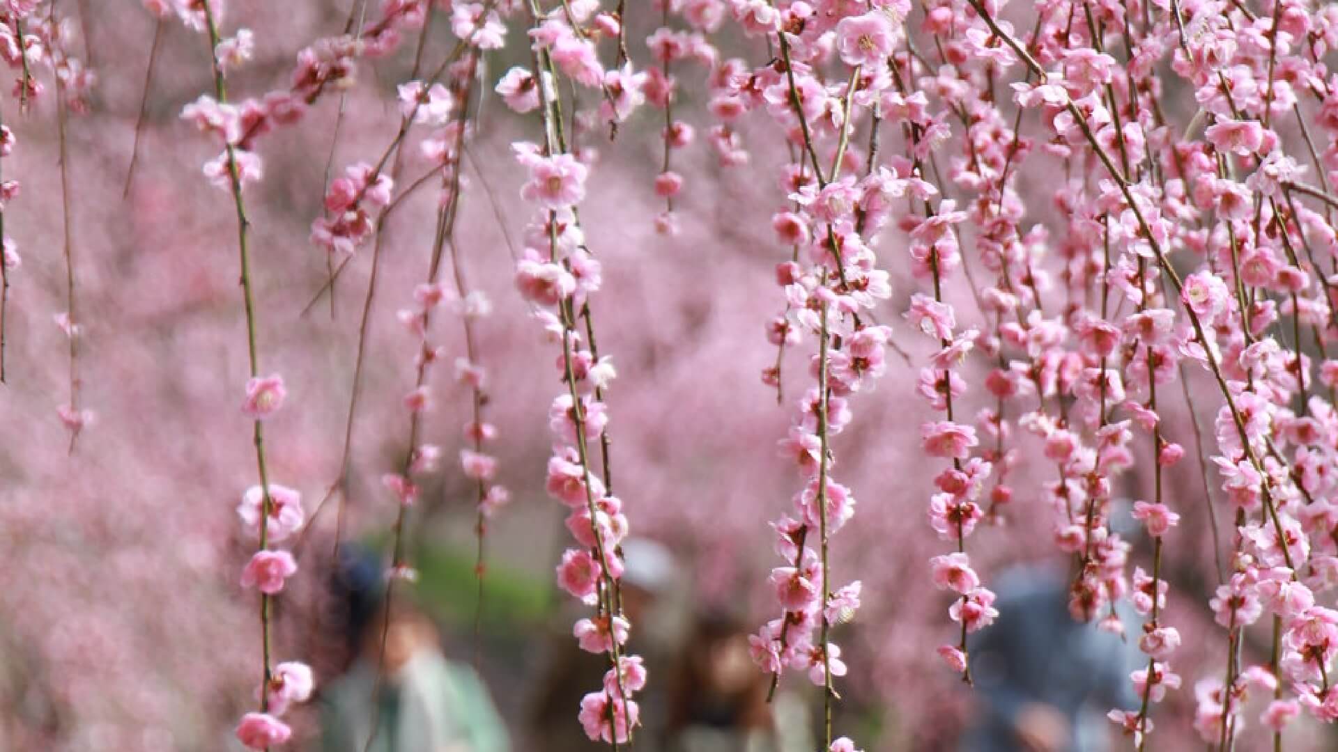 イメージ写真。神代梅の里公園